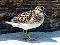 Least Sandpiper