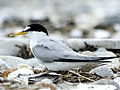 Least Tern