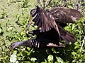 Mating Limpkins
