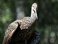 Limpkins