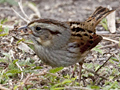 Lincoln's Sparrow