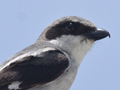 Loggerhead Shrike