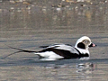 Long-tailed Duck