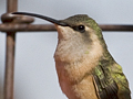 Lucifer Hummingbird