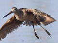 Marbled Godwit
