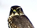 Merlin