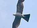 Mississippi Kite