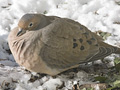 Mourning Dove
