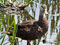 Mottled Duck