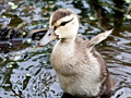 Mottled Duck