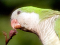 Monk Parakeet