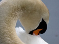 Mute Swan