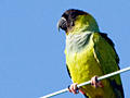 Nanday Parakeet (Black-hooded Parakeet)