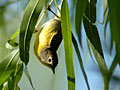 Nashville Warbler