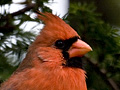 Northern Cardinal