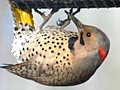 Northern Flicker (Yellow-shafted Flicker)
