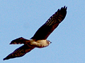 Northern Harrier