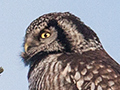 Northern Hawk Owl