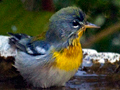 Northern Parula