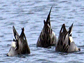 Northern Pintail