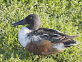 Northern Shoveler