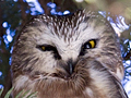 Northern Saw-whet Owl