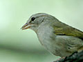 Olive Sparrow