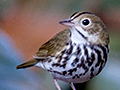 Ovenbird