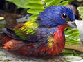 Painted Bunting