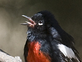 Painted Redstart