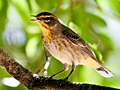 Palm Warbler