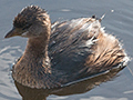 Pied-billed Grebe