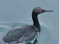 Pelagic Cormorant