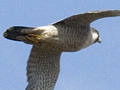 Peregrine Falcon