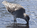 Pectoral Sandpiper