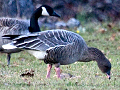 Pink-footed Goose