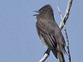 Phainopepla