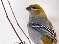 Pine Grosbeak