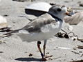 Piping Plover