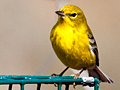 Pine Warbler