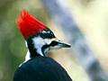 Pileated Woodpecker