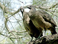 Plain Chachalaca
