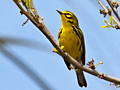 Prairie Warbler