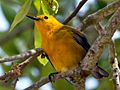 Prothonotary Warbler