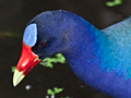 Purple Gallinule