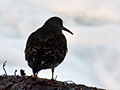 Purple Sandpiper