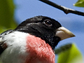 Rose-breasted Grosbeak