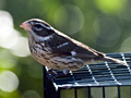 Rose-breasted Grosbeak