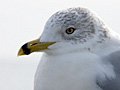 Ring-billed Gull
