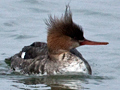 Female Red-breasted Merganser